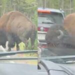 Yellowstone National Park Bison Incident: In Yellowstone National Park, viral video shows bison popping a car's tyre: Know how it happened