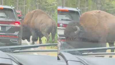 Yellowstone National Park Bison Incident: In Yellowstone National Park, viral video shows bison popping a car's tyre: Know how it happened