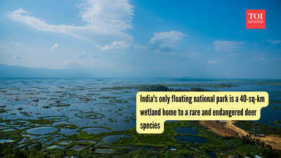 India's only floating national park is a 40-sq-km wetland home to a rare and endangered deer species