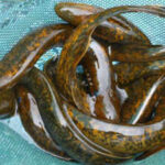 Inside science's 'forbidden experiment': Why scientists kill 9 million sea lampreys every year in the Great Lakes of America