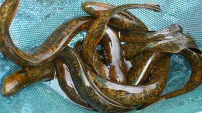 Inside science's 'forbidden experiment': Why scientists kill 9 million sea lampreys every year in the Great Lakes of America