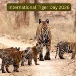 International Tiger Day: Decades ago, India feared losing its tigers; today it's home to nearly 75% of the world's wild population; here's how India became the 'Tiger Capital'