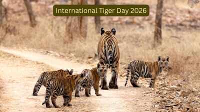 International Tiger Day: Decades ago, India feared losing its tigers; today it's home to nearly 75% of the world's wild population; here's how India became the 'Tiger Capital'