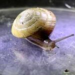 Invasive predators nearly erased the Bermuda snail; fewer than 200 survived in an alley in 2014, but a decade later breeders released over 100,000 and established six wild colonies