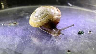 Invasive predators nearly erased the Bermuda snail; fewer than 200 survived in an alley in 2014, but a decade later breeders released over 100,000 and established six wild colonies