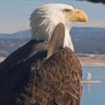 Big Bear bald eagle Jackie's health update: Lead poisoning ruled out, bright and strong but critical after life-saving blood transfusion