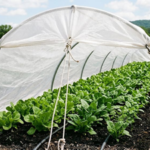 Japan scientists developed a fabric that blocks heat-producing infrared light while letting crops receive the sunlight they need for photosynthesis