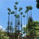 Japan's 600-year-old Daisugi forestry method lets a single tree produce timber for centuries without being cut down