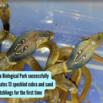 Jharkhand's Birsa Biological Park successfully hatches 13 speckled cobra and sand boa eggs through artificial incubation for the first time
