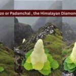 Taller than humans, blooming once in seven years: Meet the rare Himalayan ‘Diamond’ flower that defies nature