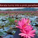 This hidden town in Kerala turns into a pink paradise every monsoon; here's where and how to see the magical water lilies