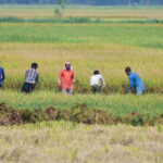 Kharif acreage falls 16%, but ethanol effect boosts sugarcane