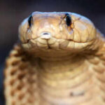 An 11-foot king cobra was rescued after a tense encounter, showing how trained rescuers handle one of the world’s most dangerous snakes without harming it