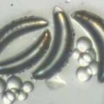 Scientists thought insects could never survive the deep ocean because their air-filled bodies would implode, but lake fly larvae in Africa's Lake Malawi are proving them wrong