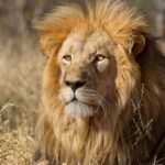 Animals fear humans more than lions; study suggests impact of 'superior predator': 'It shows we really are terrifying to animals' |