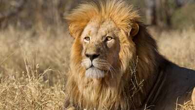 Animals fear humans more than lions; study suggests impact of 'superior predator': 'It shows we really are terrifying to animals' |