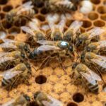 Long live the honey queen: Why the honeybee queen live 8 years longer than the Worker Bees