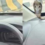 Venomous cobra found inside moving car on Ghaziabad elevated road; Dramatic rescue goes viral |