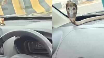 Venomous cobra found inside moving car on Ghaziabad elevated road; Dramatic rescue goes viral |