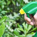 Lantana: Make your own natural garden pest spray: 5 DIY recipes and the plants you should never spray them on