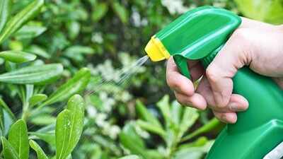 Lantana: Make your own natural garden pest spray: 5 DIY recipes and the plants you should never spray them on