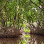 Scientists tracked the world’s mangroves from the 1980s to 2023 and found natural regrowth has quietly reversed decades of decline
