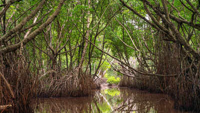 Scientists tracked the world’s mangroves from the 1980s to 2023 and found natural regrowth has quietly reversed decades of decline