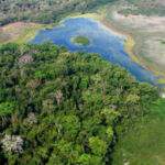 Logging usually destroys rainforests, but this Guatemala system is producing the opposite result