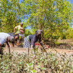 More than 4,000 Kenyan students came together to plant mangroves in a bid to set a Guinness World Record