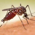 Wealthy US neighbourhoods paid to spray mosquitoes: By 2023, the insects had evolved resistance across 84% of sampled blocks and know what they became capable of