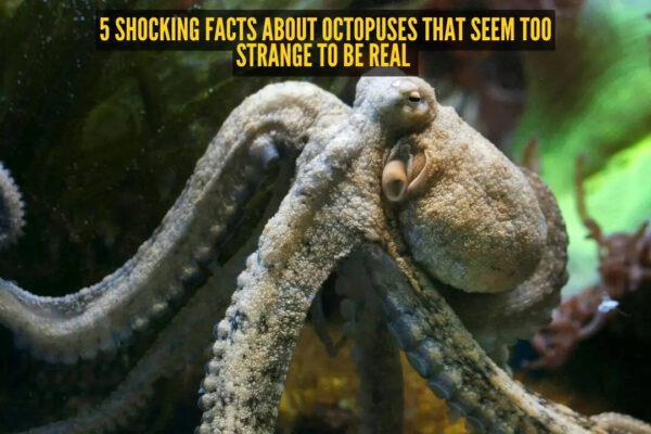5 shocking facts about octopuses that seem too strange to be real