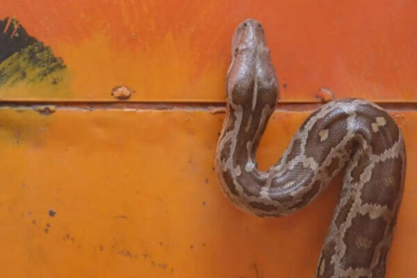 5 safety tips to prevent snakes from entering your home