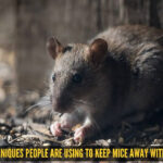 7 viral techniques people are using to keep mice away without poison