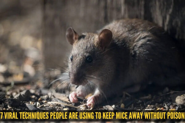 7 viral techniques people are using to keep mice away without poison