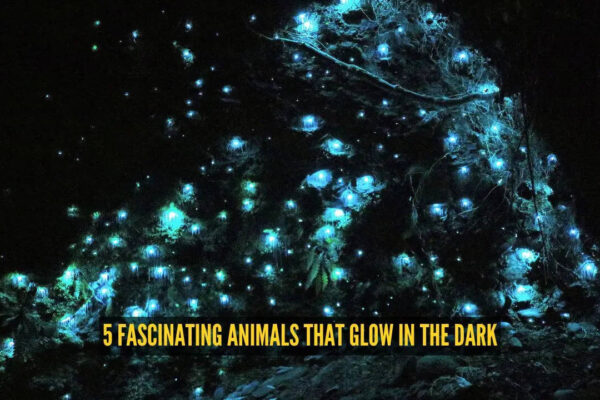 5 fascinating animals that glow in the dark