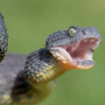 Vipers become more active during the rains—Here's how to stay safe