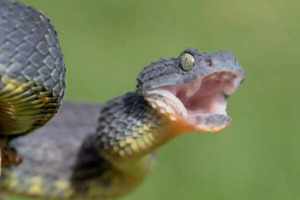 Vipers become more active during the rains—Here's how to stay safe