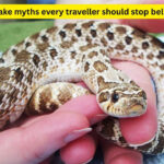 5 snake myths every traveller should stop believing and what nature lover and adventure seeker needs to know