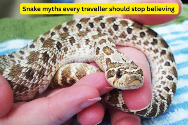 5 snake myths every traveller should stop believing and what nature lover and adventure seeker needs to know