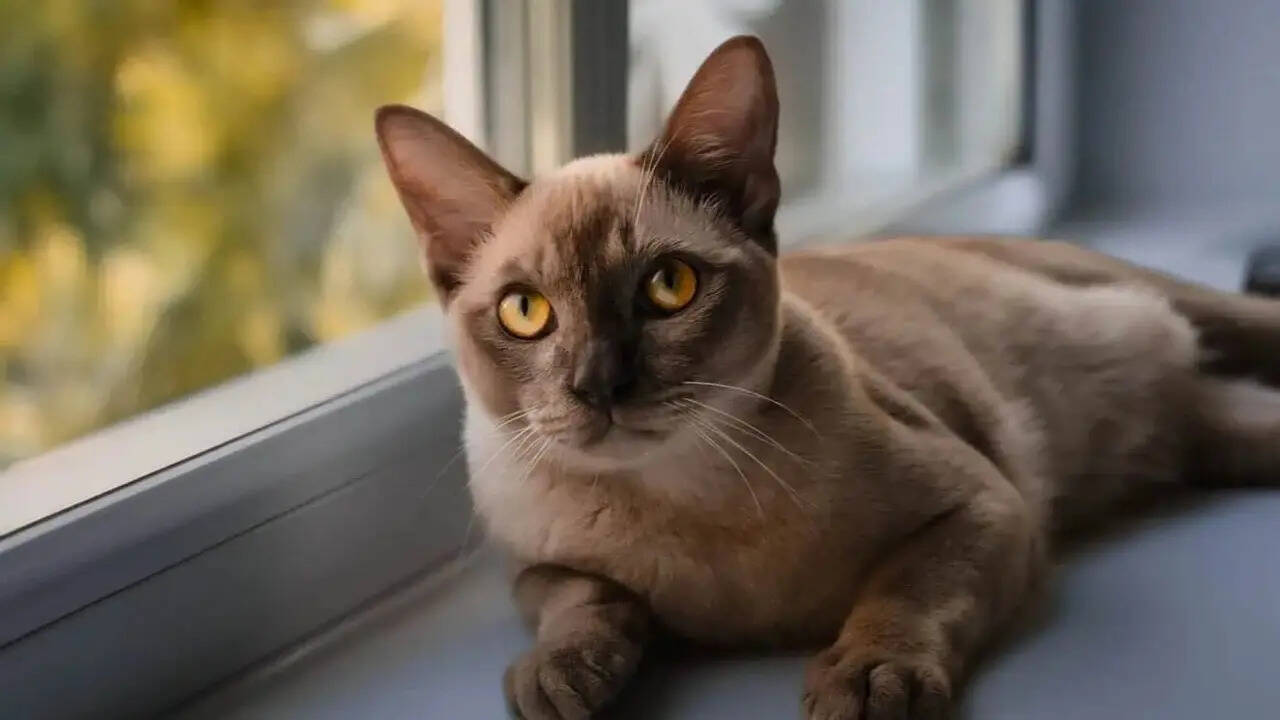 7 cat breeds known for minimal shedding that make great indoor companions