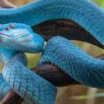 10 deadliest snakes in the world and where can travellers find them