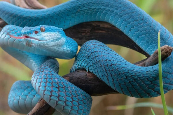 10 deadliest snakes in the world and where can travellers find them