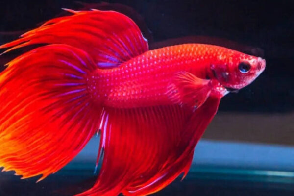 Which one is better for beginners starting their first aquarium?