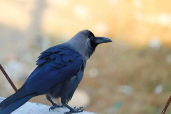 7 Birds that can remember human faces for years and surprise scientists with their intelligence