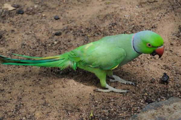 7 Surprising facts about ring-necked parrots you probably didn't know