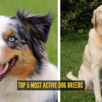 Top 5 most active dog breeds