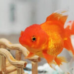 A beginner's step-by-step guide to keeping goldfish in healthy condition for several years
