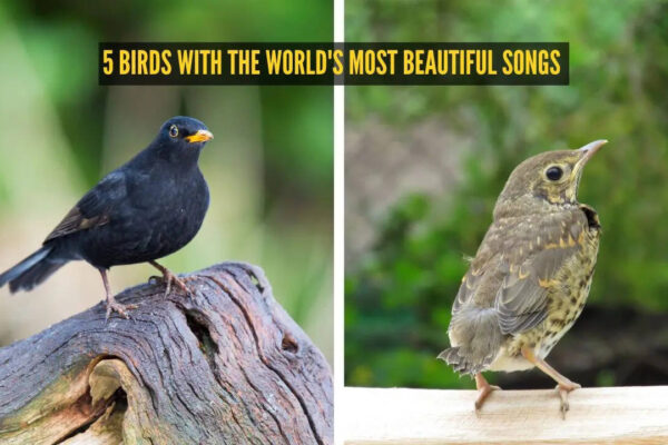 5 birds with the world's most beautiful songs