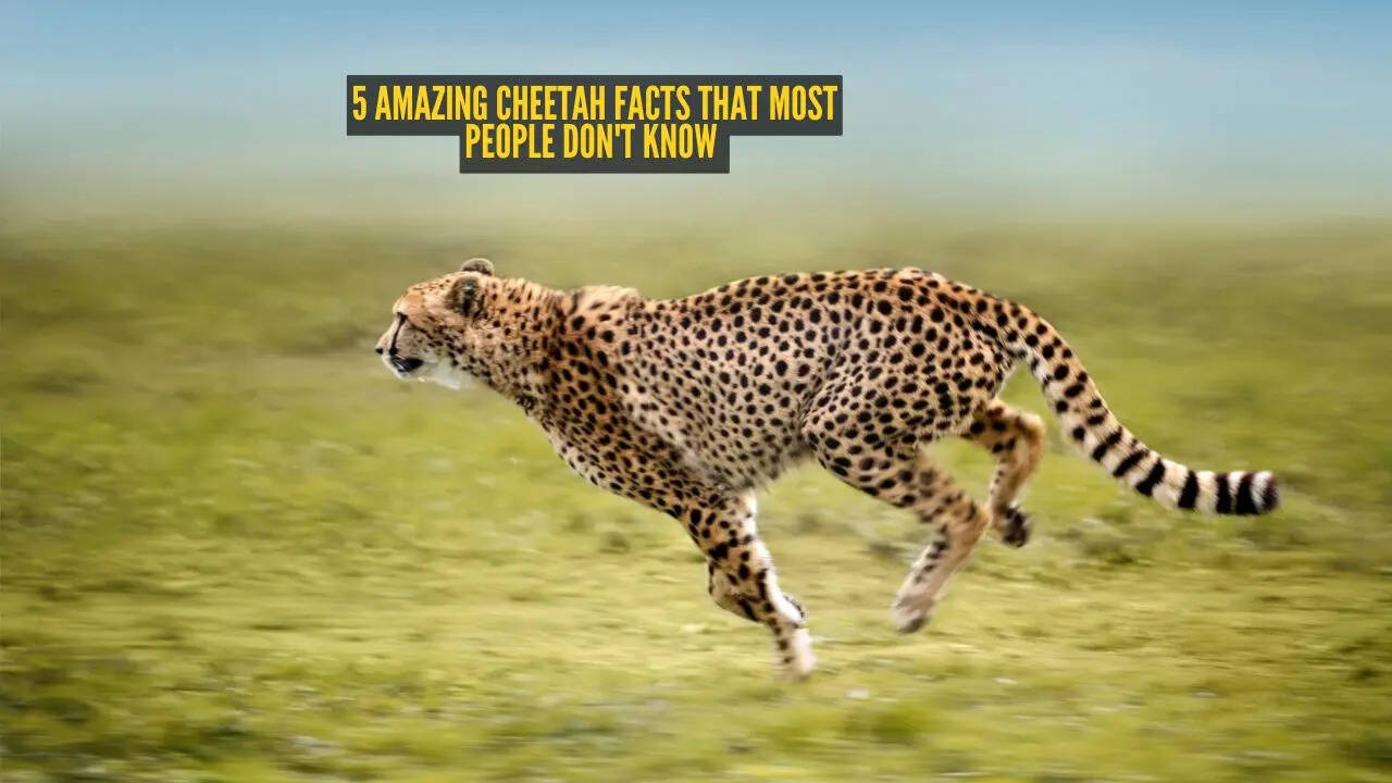 5 amazing cheetah facts that most people don't know