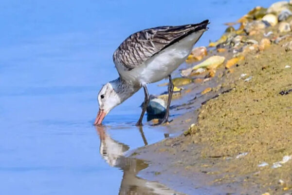 This bird flies for 11 days without stopping—and doesn't even pause to eat or sleep